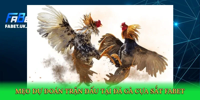 meo-du-doan-tran-dau-tai-da-ga-cua-sat-fabet-4