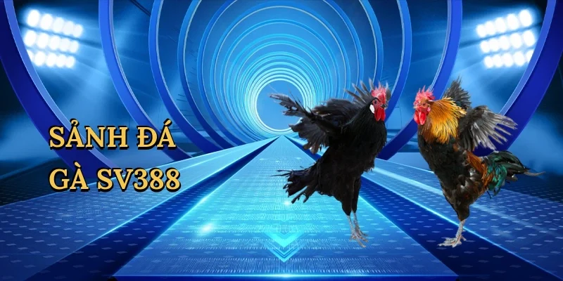 Sảnh Đá Gà SV388 – Đỉnh Cao Cá Cược Kịch Tính Tại Vin99