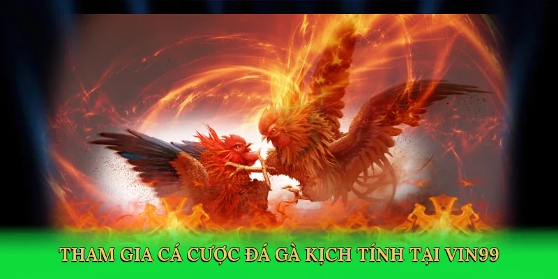 Tham gia cá cược đá gà kịch tính tại Vin99